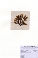 藏品(厚緣藻)的圖片